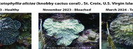 Photo of Globális korallfehéredés zajlik