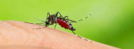 Photo of Járványokat is okozhatnak a már megjelent új szúnyogfajok