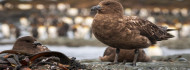 Photo of Hivatalos: immár minden kontinensen jelen van a H5N1 madárinfluenza