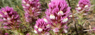 Photo of Videón látható az Antelope-völgy gyönyörű virágszőnyege
