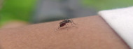 Photo of Génmódosított szúnyogokat engedtek szabadon Brazíliában