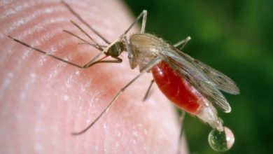 Photo of Rövid idő alatt, hatalmas számú maláriaszúnyoggal képes végezni egy génmódosított gomba