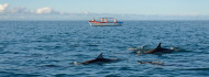 Photo of Orosz hadihajók gyilkolhatják a Fekete-tenger delfinjeit