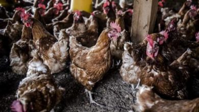 Photo of Eszközök és megoldások az antimikrobiális rezisztencia visszaszorításáért